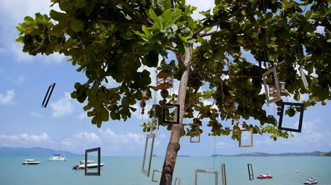 Piece of Art on Lonely Tree on Beach in Sunshine near Sea 動画素材 50368655