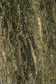 A piece of bark from an old tree Fotos Stock