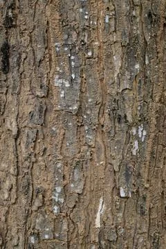 A piece of bark from an old tree Fotos Stock
