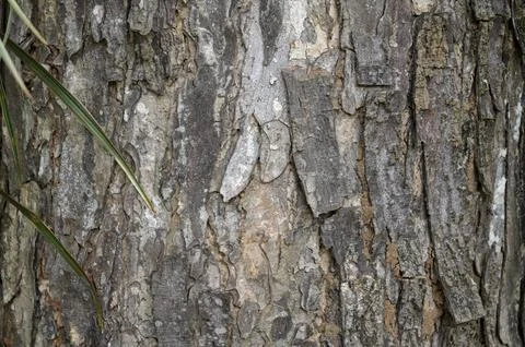 A piece of bark from an old tree Fotos Stock