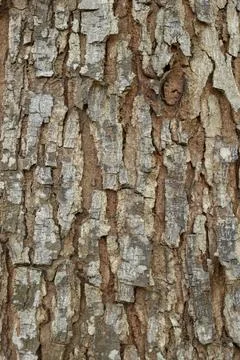 A piece of bark from an old tree Stock Photos
