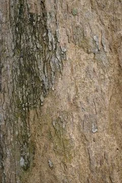 A piece of bark from an old tree Stock Photos