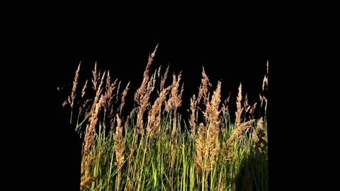 A piece of beautiful High Grass Isolated with alpha mask Blowing On The Wind Stock Footage 94539918