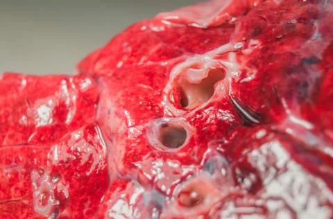 A piece of beef lung close-up. Meat for cooking. Selective focus Stock Photos