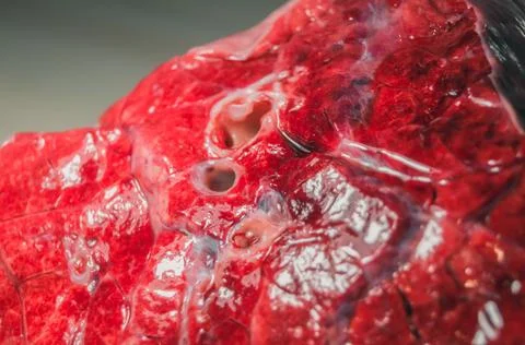 A piece of beef lung close-up. Meat for cooking. Selective focus Stock Photos
