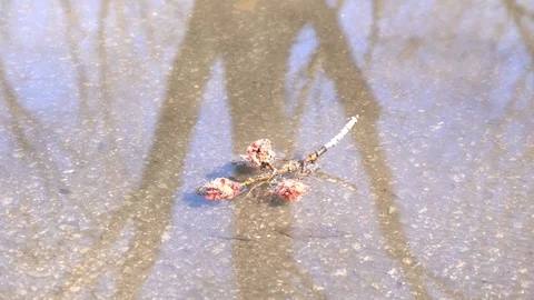 A piece of a branch that float on the water 스톡 동영상 129710190