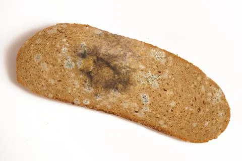 A piece of bread covered with mold. White background. Stock Photos