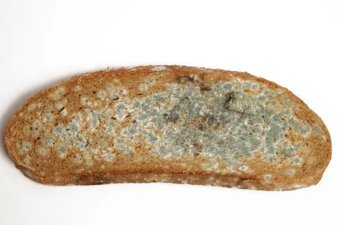 A piece of bread covered with mold. White background. Foto stock