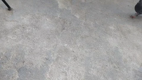A piece of bread falls onto the road and a pigeon runs up to eat it Stock Footage 332391123