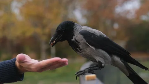 A piece of bread in the foreground. raven on the blurred background Stock Footage 229859699