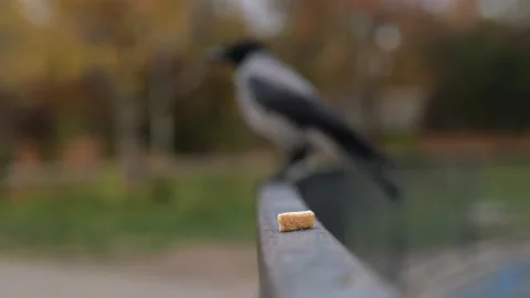 A piece of bread in the foreground.raven on the background blurred background Stock Footage 229859657