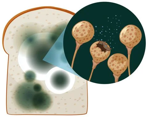 A piece of bread with mold Stock Illustration