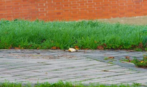 Piece of bread thrown on the sidewalk Stock Photos