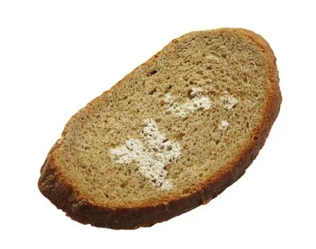 A piece of bread with white mold on a white background Stock Photos