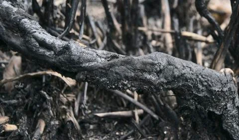 Piece of the burned tree Stock Photos