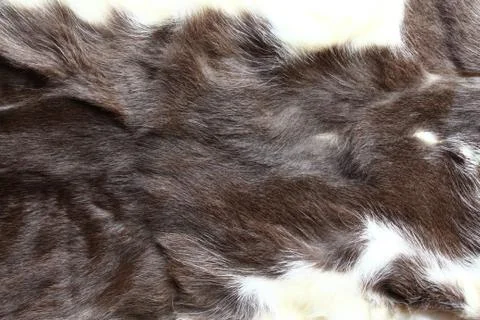 A piece of a cat fur Stock Photos