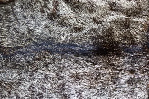 A piece of a cat fur Stock Photos