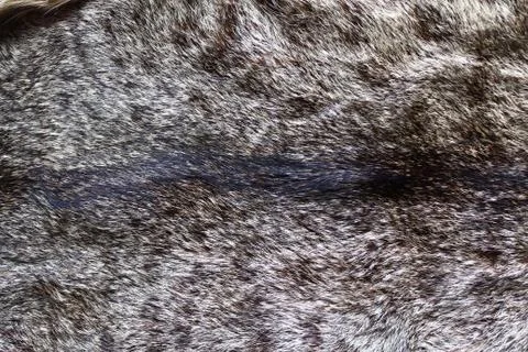 A piece of a cat fur Foto stock