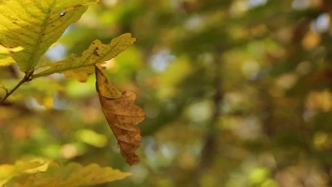 A piece caught on a branch 스톡 동영상 107755871