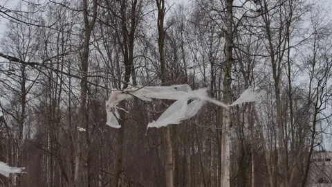 Piece of clear plastic caught on a bare tree branch Stock Footage 331119997