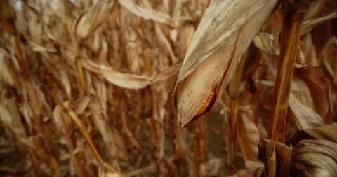 A piece of corn on a brown corn stalk Stock Footage 167561974