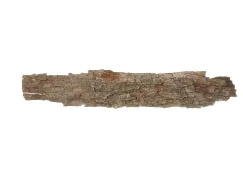 Piece of dry pine tree isolated on white background Stock Photos