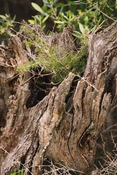 Piece of dry trunk fallen in the forest Stock Photos