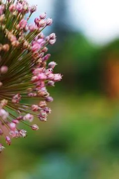 A piece of flower Stock Photos