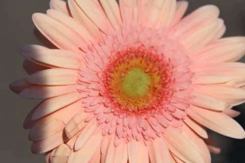Piece flower 库存照片