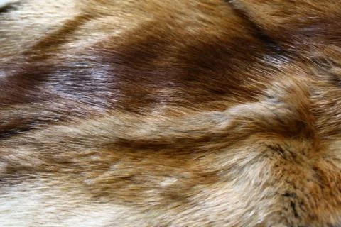 A piece of a fox fur Stock Photos