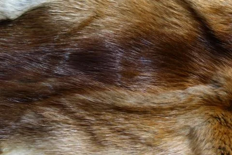 A piece of a fox fur Stock Photos