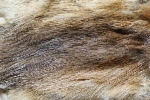 A piece of a fox fur Stock Photos