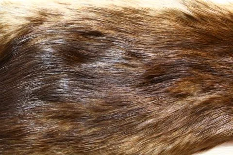 A piece of a fox fur Stock Photos