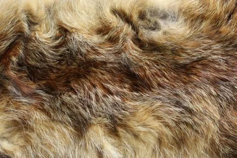 A piece of a fox fur Stock Photos