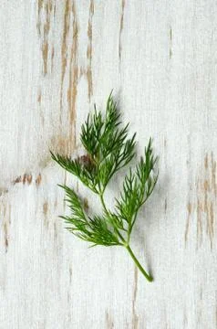 Piece of fresh  dill Stock Photos