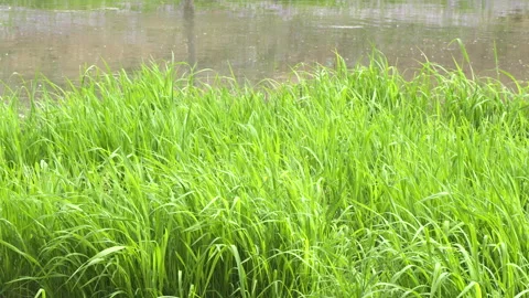 A piece of grass background in the meadow by the river Stock Footage 244983020
