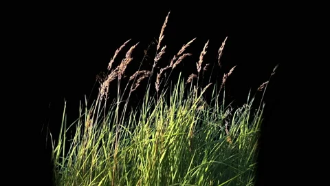 A piece of High Grass Isolated with alpha mask Blowing On The Wind Stock Footage 94528369