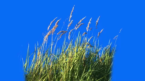 A piece of High Grass Isolated on blue sky Stock Footage 94539386