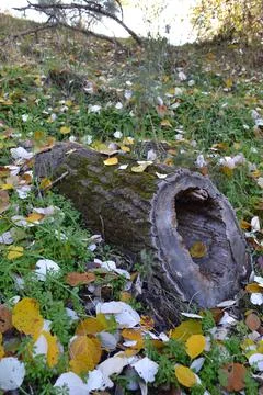 Piece of hollow trunk on the field ground surrounded by yellow and white popl Stock Photos