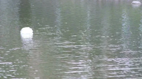 Piece of human garbage floating on calmed and clean water Stock-Footage 39652289