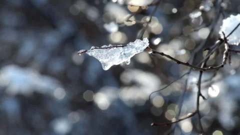 Piece of ice on a thin branch rustled in the wind Stock Footage 83054227