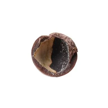 Piece of macadamia nut shell isolated on white Foto stock