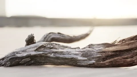 Piece of an old root is lying in the sand of the beach Stock Footage 233523509