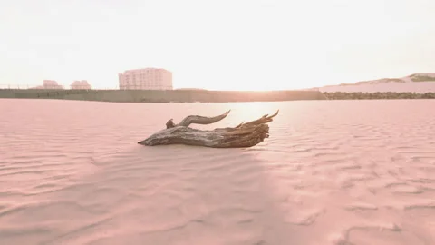 Piece of an old root is lying in the sand of the beach Stock Footage 235980337