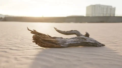 Piece of an old root is lying in the sand of the beach Stock Footage 238755418
