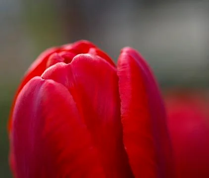 Piece of red Stock Photos