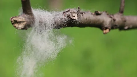 A piece of sheep's wool on a branch on a blurred background Vídeos de archivo 154591260