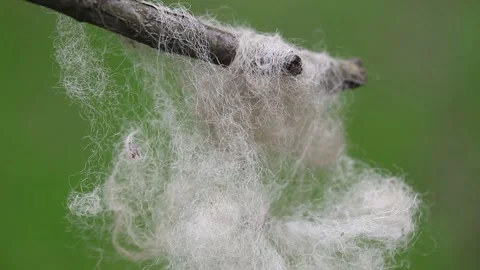 A piece of sheep's wool on a branch Vídeos de archivo 154591262
