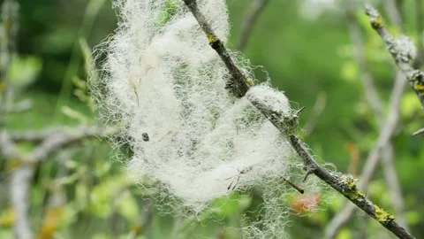 A piece of sheep's wool flutters in the wind in a spring meadow, close-up Vídeos de archivo 242304208
