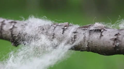 A piece of sheep's wool swayed by the wind on a branch close-up Stock-Footage 154591267